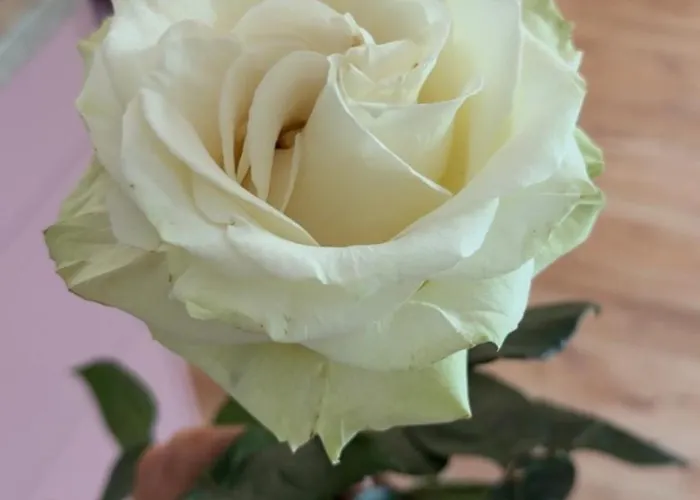 Premium Apartment Cichowo